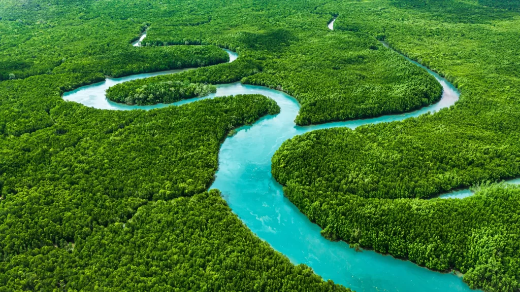 aa 2024 aerial view of green forests