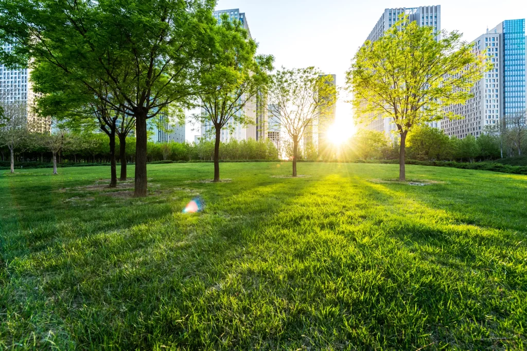 aa 2024 green trees sunlight skyline