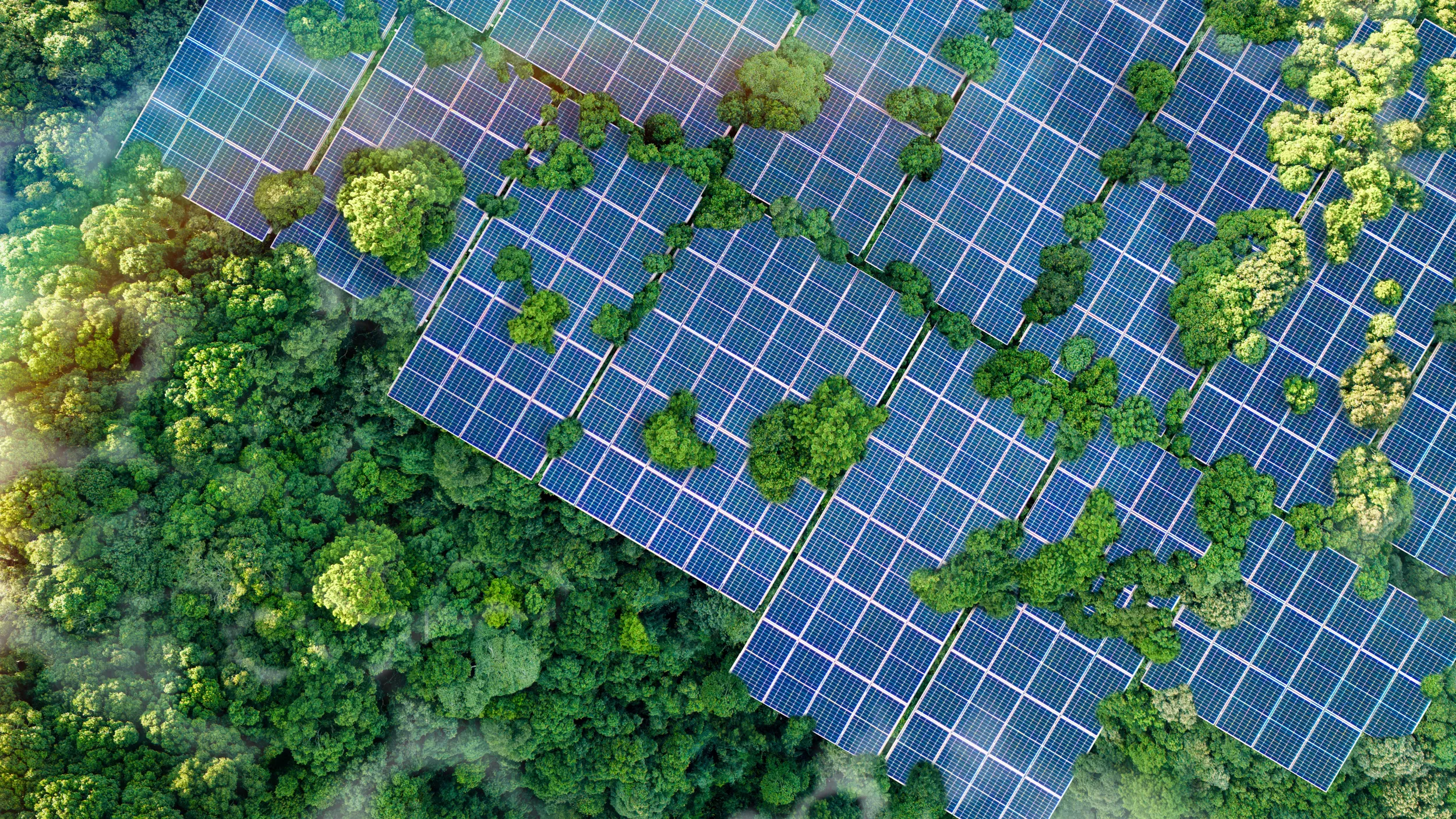 aa 2024 solar panels above green trees